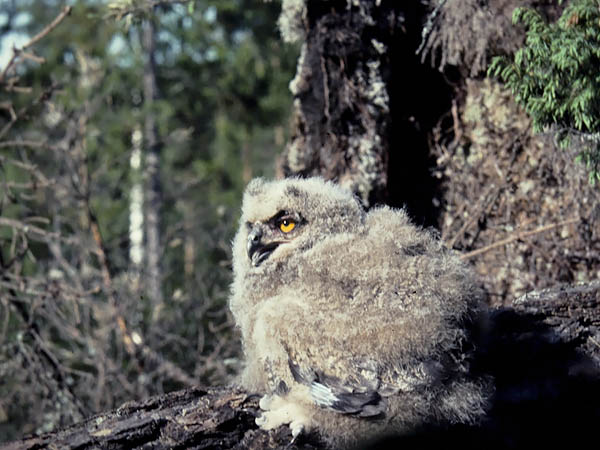 Huuhkaja, Eurasian Eagle Owl, Bubo bubo